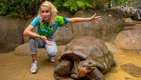 Schildpad